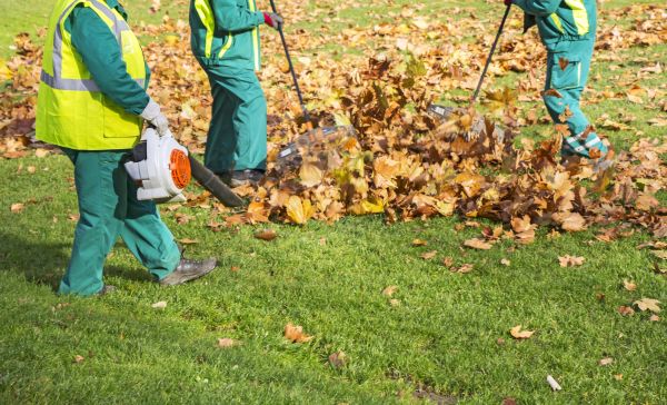 Leaf Maintenance in Boynton Beach