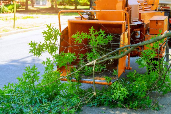 Tree Branches Removal in Boynton Beach