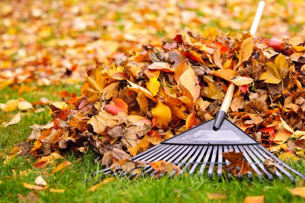 Yard Leaf Removal in Boynton Beach