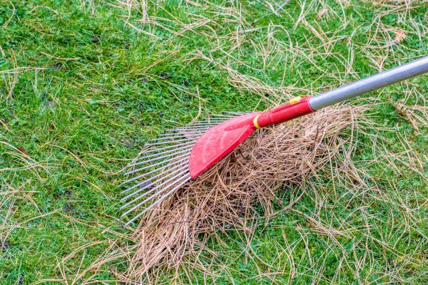 Pine Straw Raking in Boynton Beach
