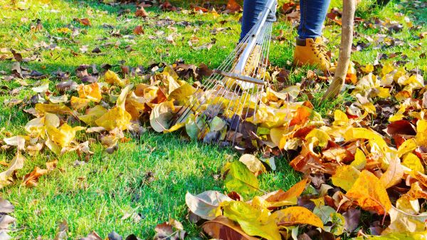 Lawn Cleanup Service in Boynton Beach