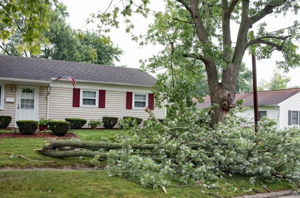 Fallen Branch Removal in Boynton Beach